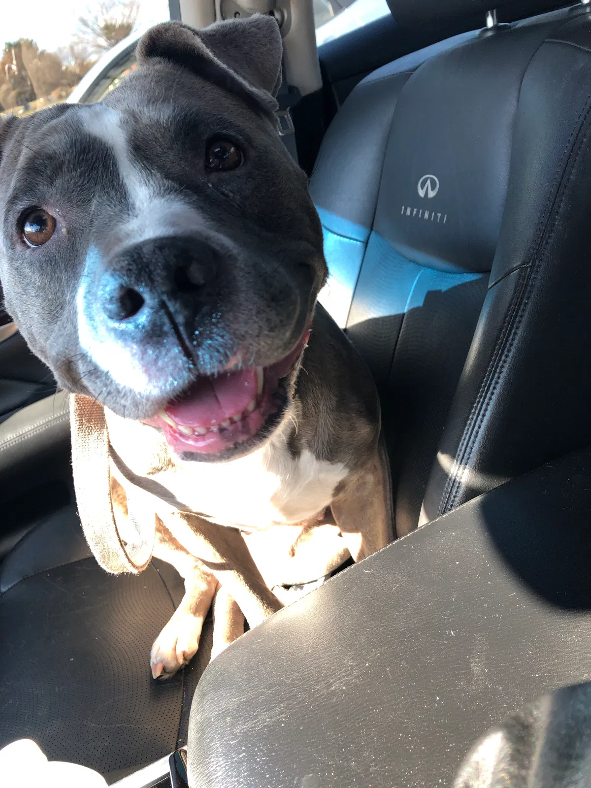 Lost dog in Baltimore, MD, 21206