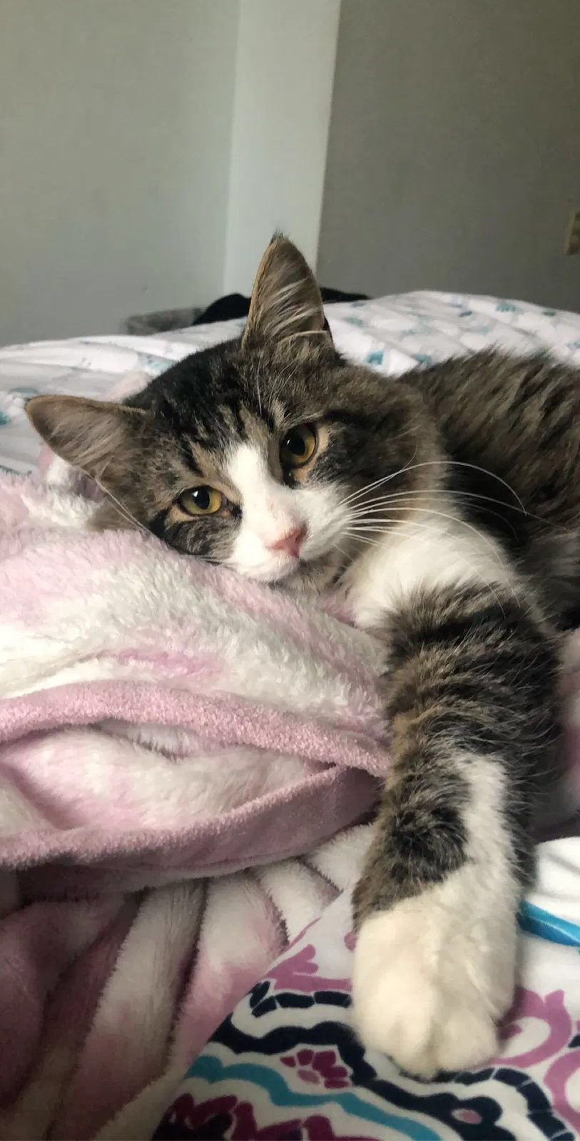 Lost cat in Fort Wayne, IN, 46808