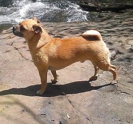 Lost dog in Afton, VA, 22920