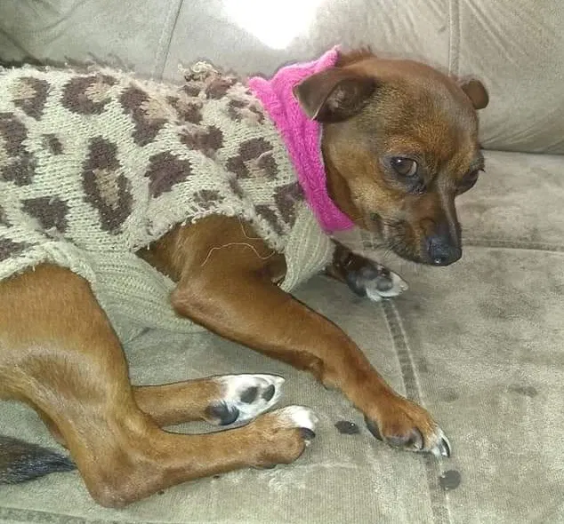 Lost dog in New Haven, CT, 6513