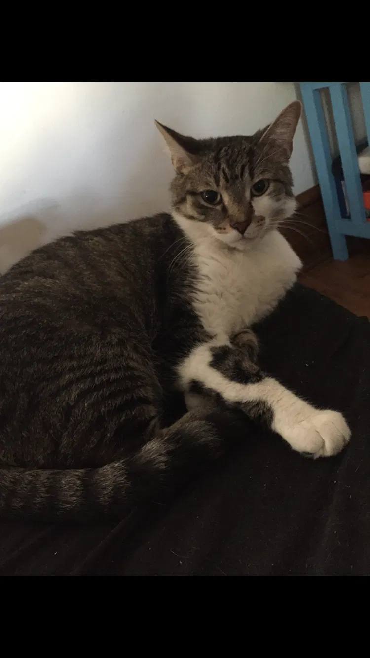 Lost cat in Erie, PA, 16502