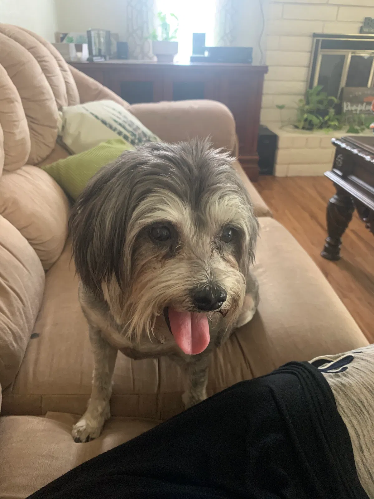 Lost dog in Bakersfield, CA, 93311