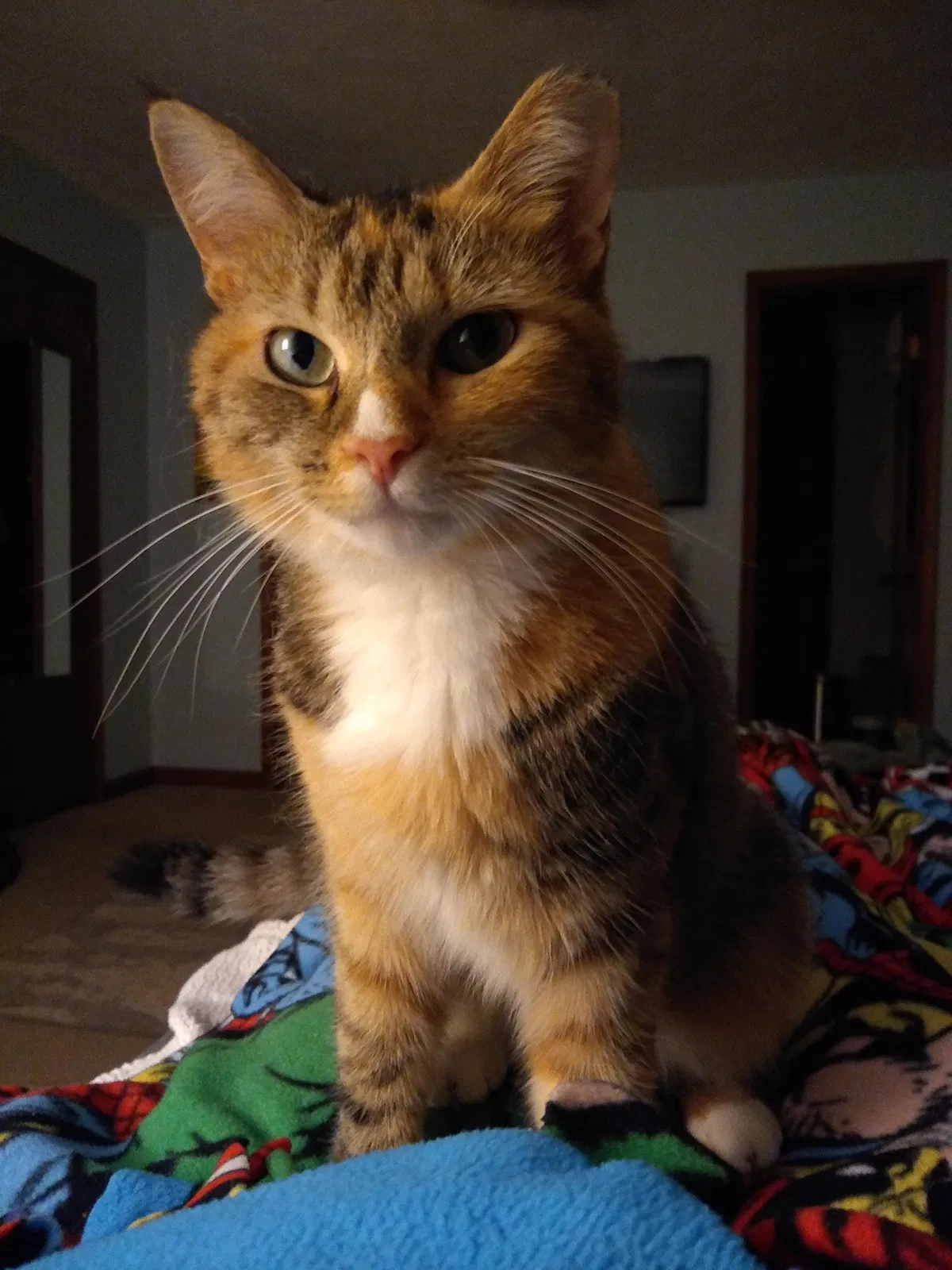 Lost cat in Stone Mountain, GA, 30087