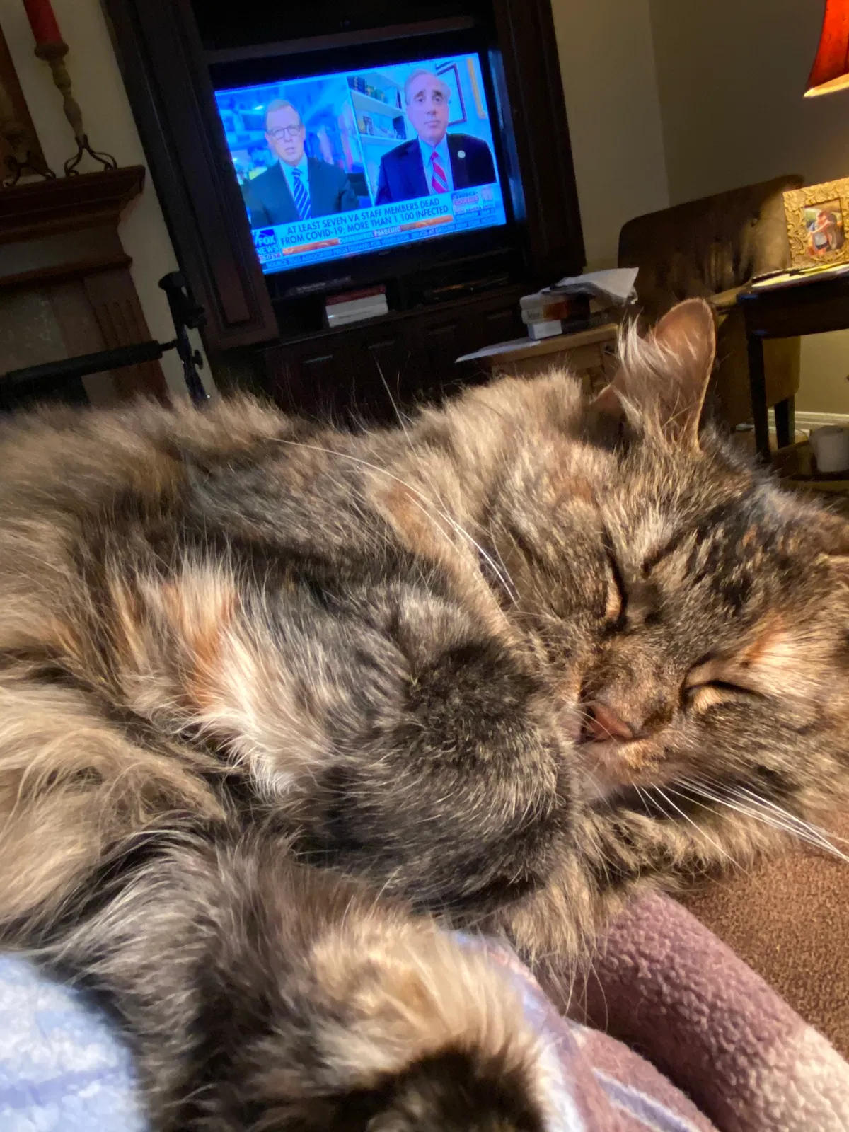 Lost cat in Georgetown, TX, 78633