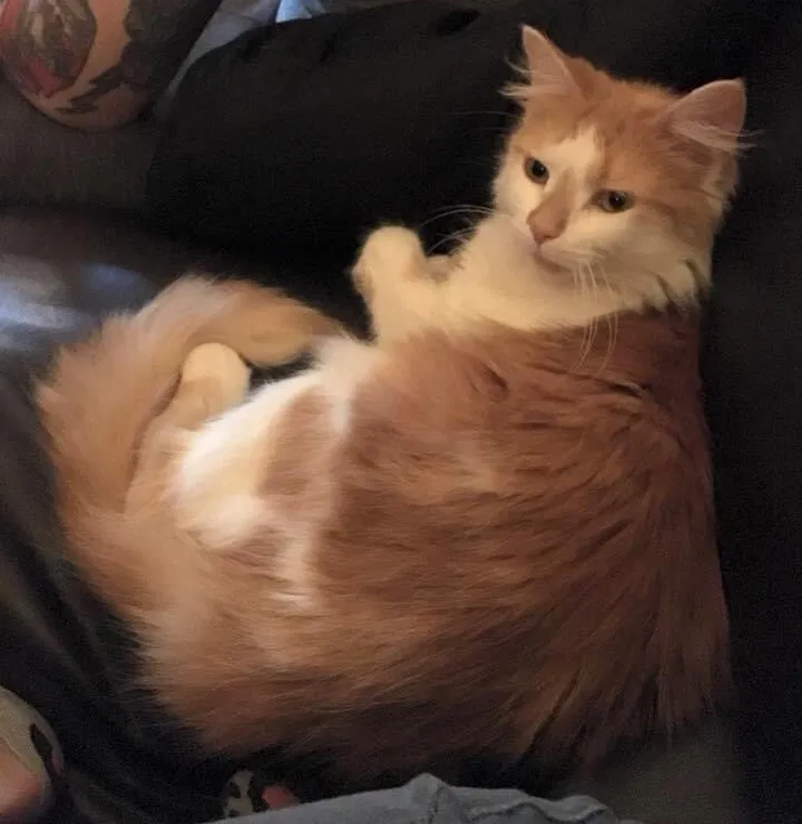Lost cat in Delaware, OH, 43015