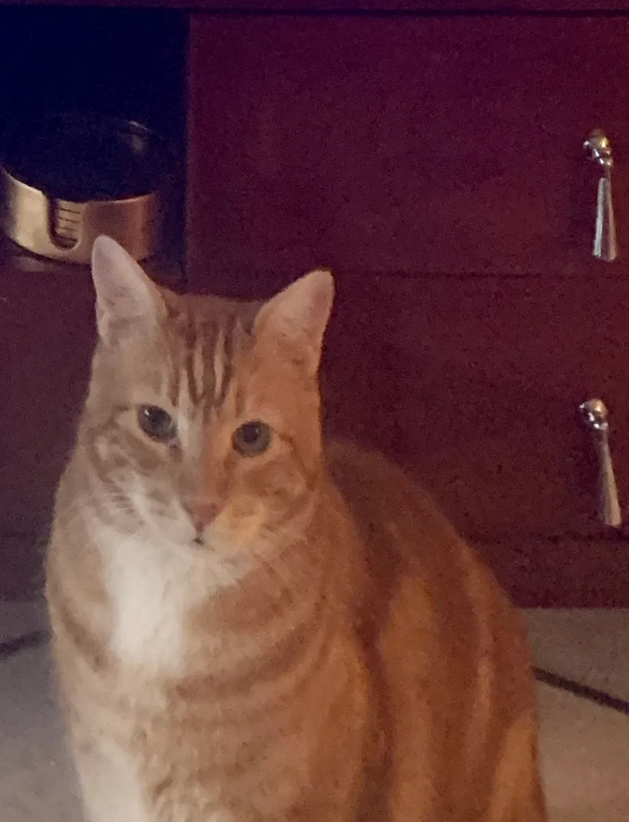 Lost cat in Allyn, WA, 98524