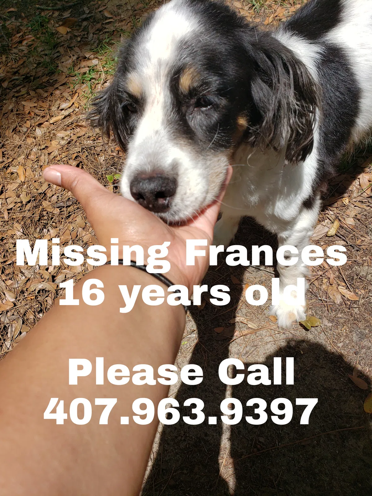 Lost dog in Orlando, FL, 32818