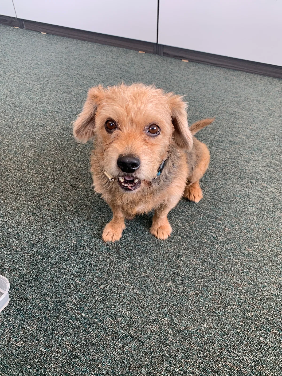 Found dog in Dayton, OH, 45431
