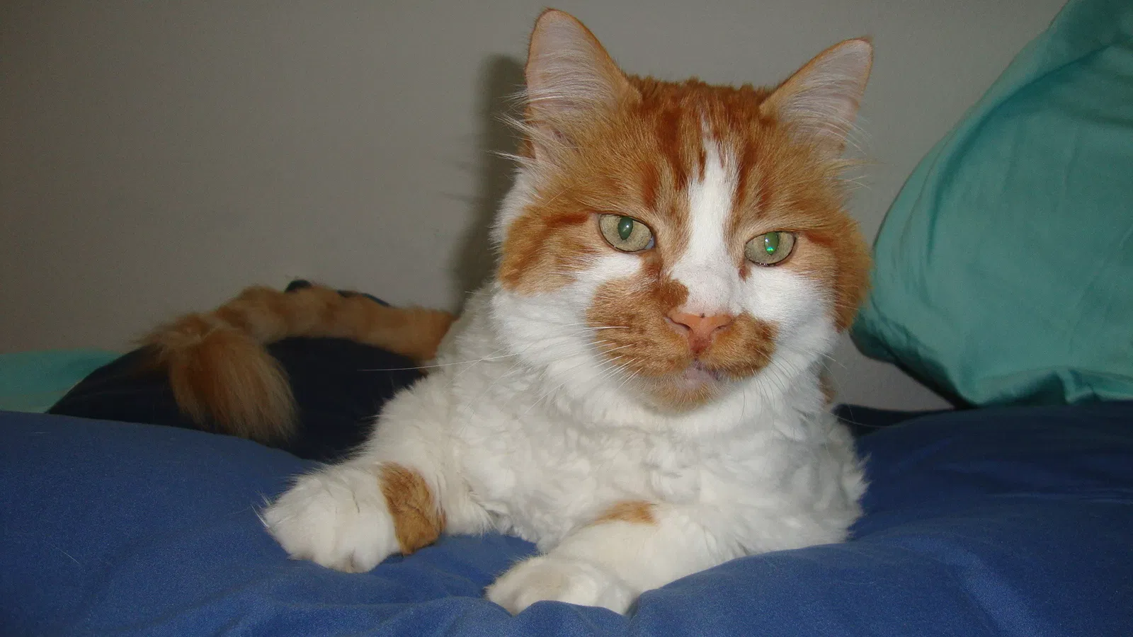 Lost cat in Carlsbad, CA, 92011