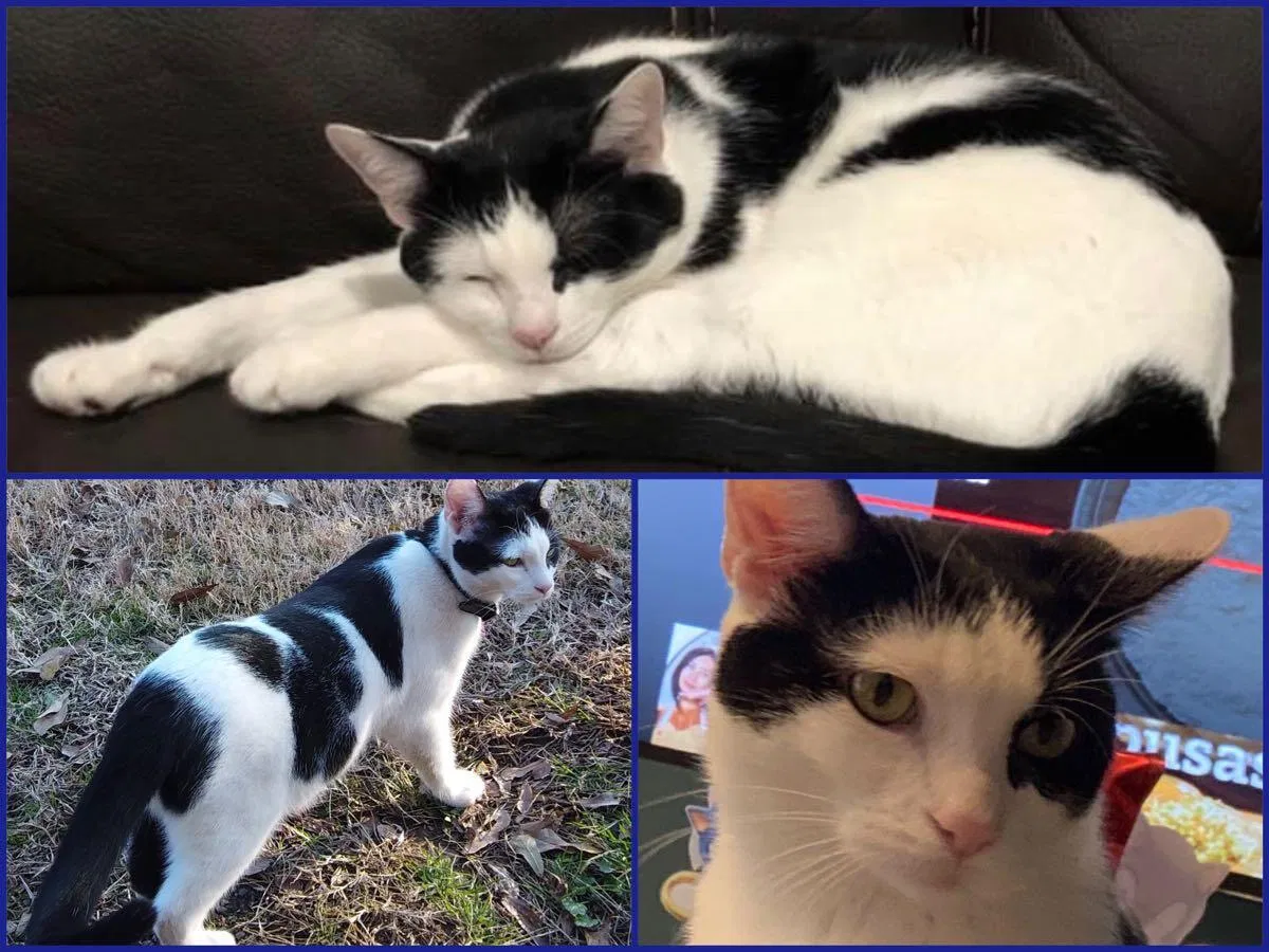 Lost cat in Vilonia, AR, 72173