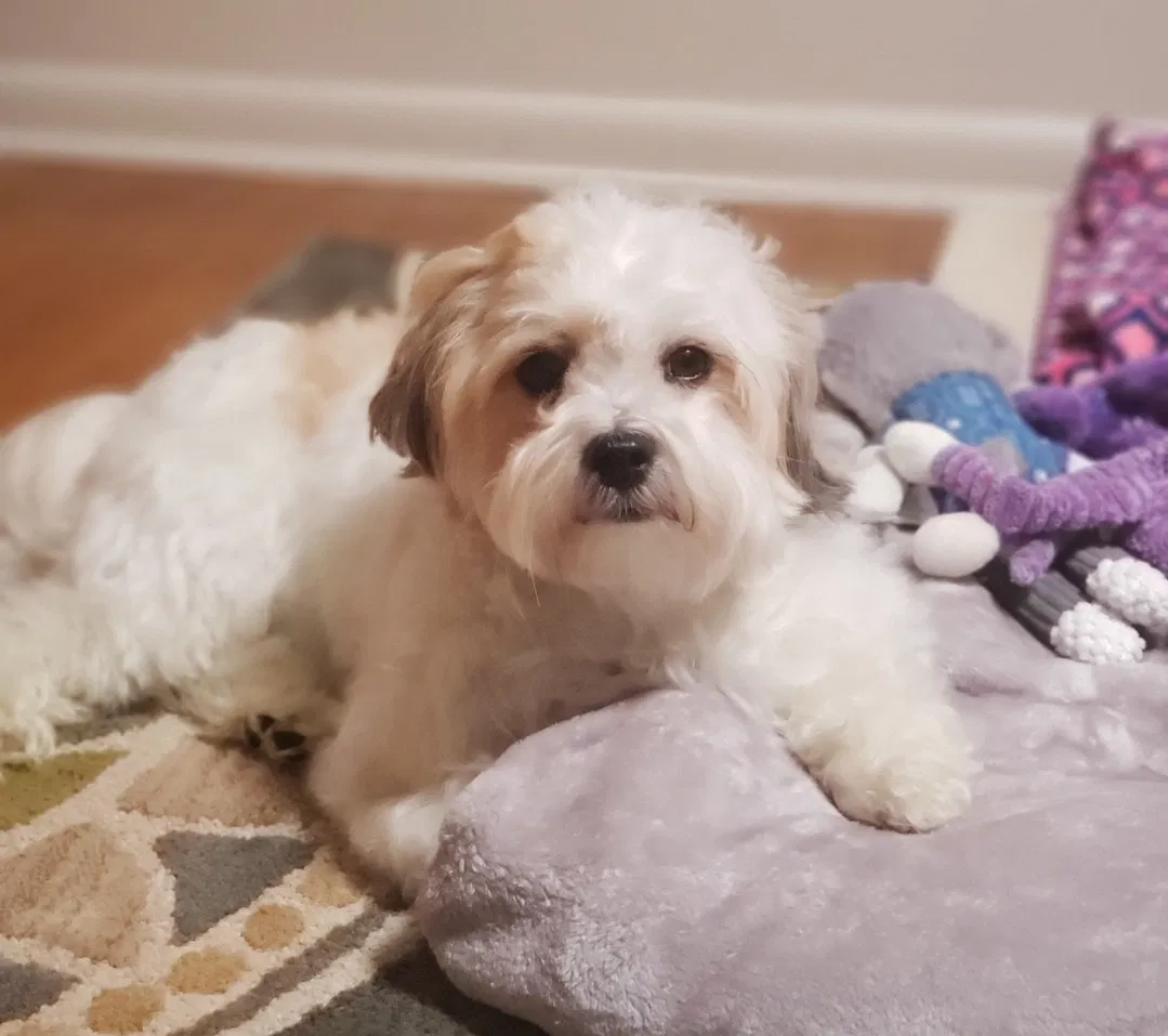 Lost dog in Cleveland, OH, 44143