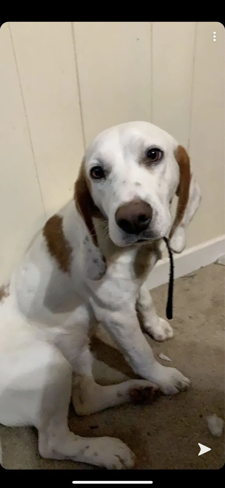 Lost dog in Hineston, LA, 71438