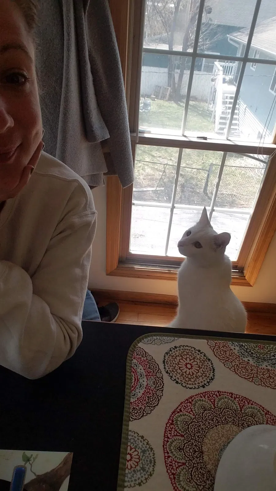 Lost cat in Minneapolis, MN, 55418