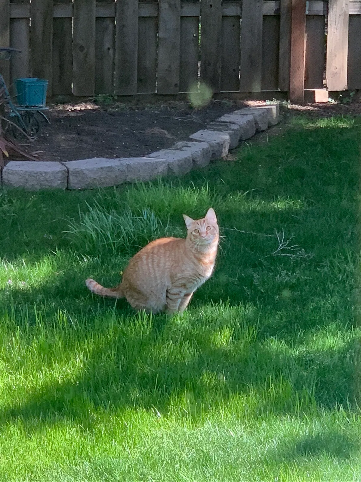 Lost cat in Vancouver, WA, 98686