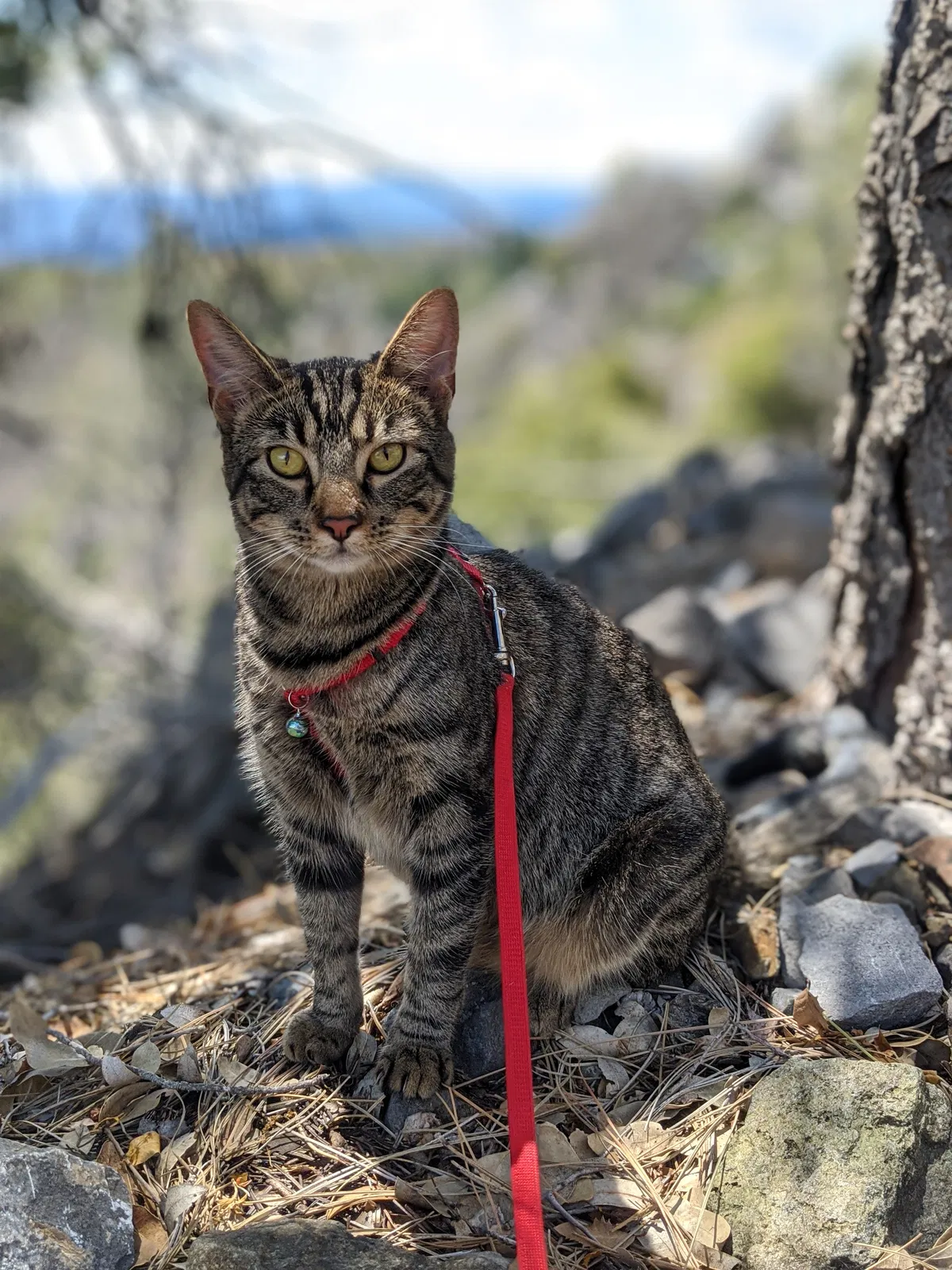 Lost cat in Redding, CA, 96002