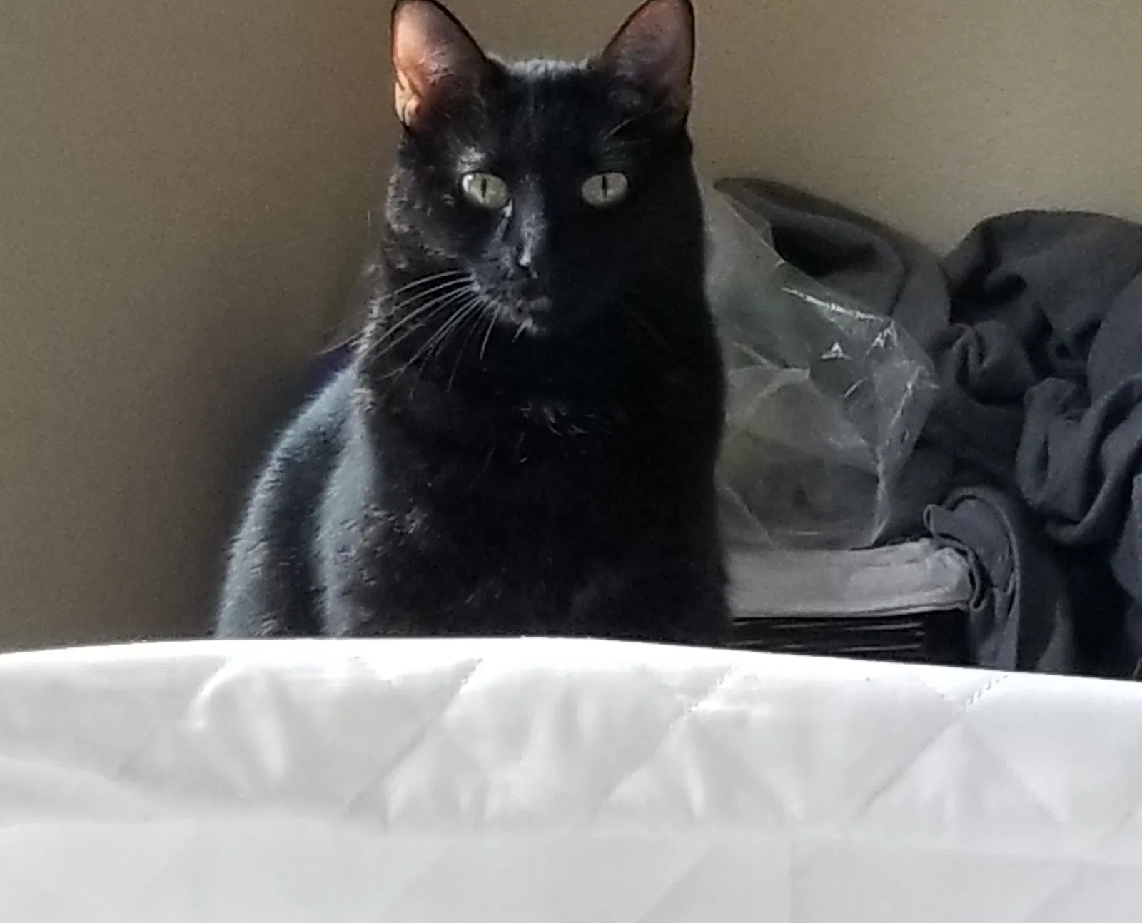 Lost cat in Jarrell, TX, 76537