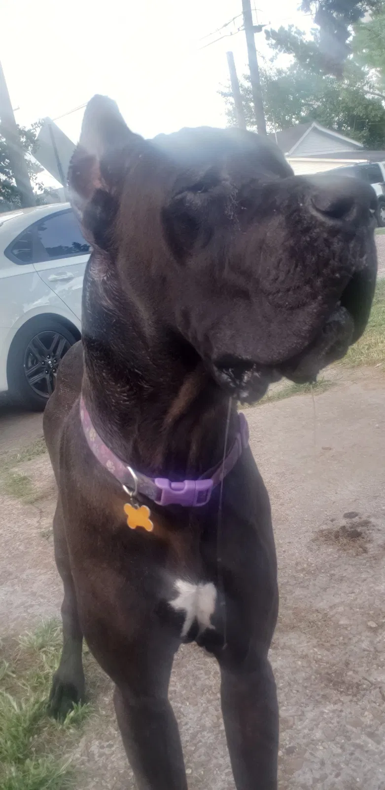 Lost dog in Opelousas, LA, 70570