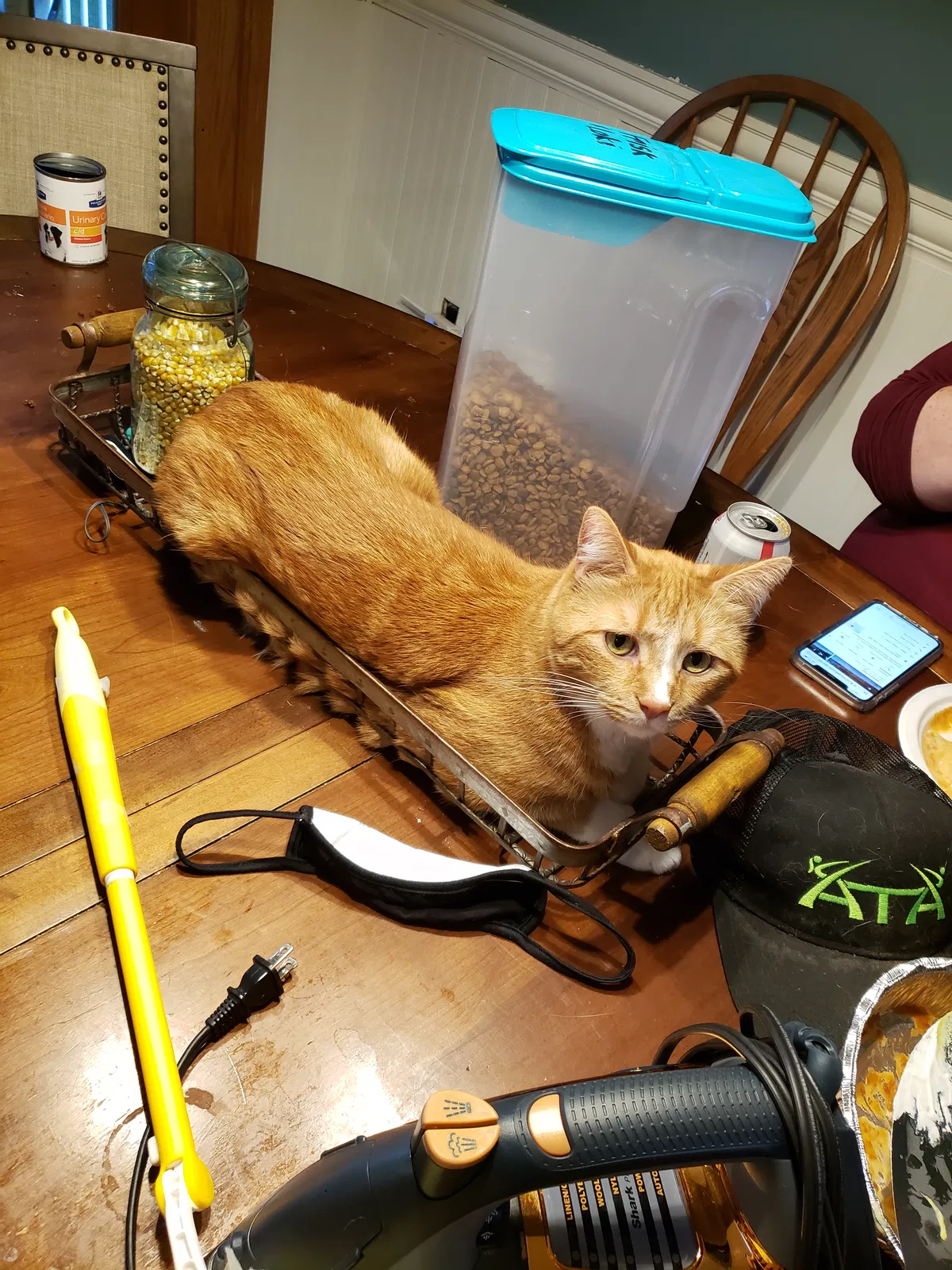 Lost cat in Savage, MN, 55378