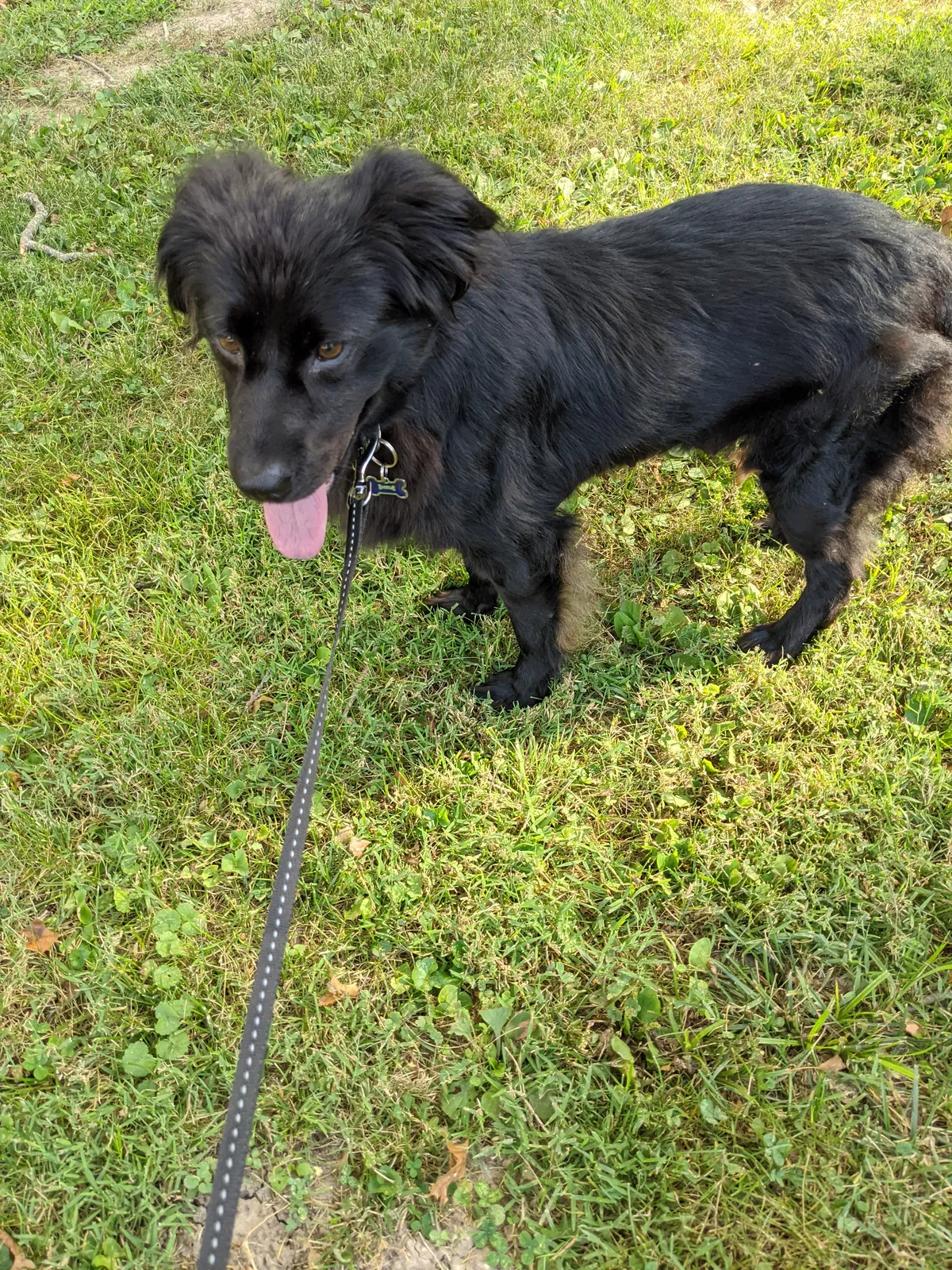 Lost dog in Terre Haute, IN, 47802