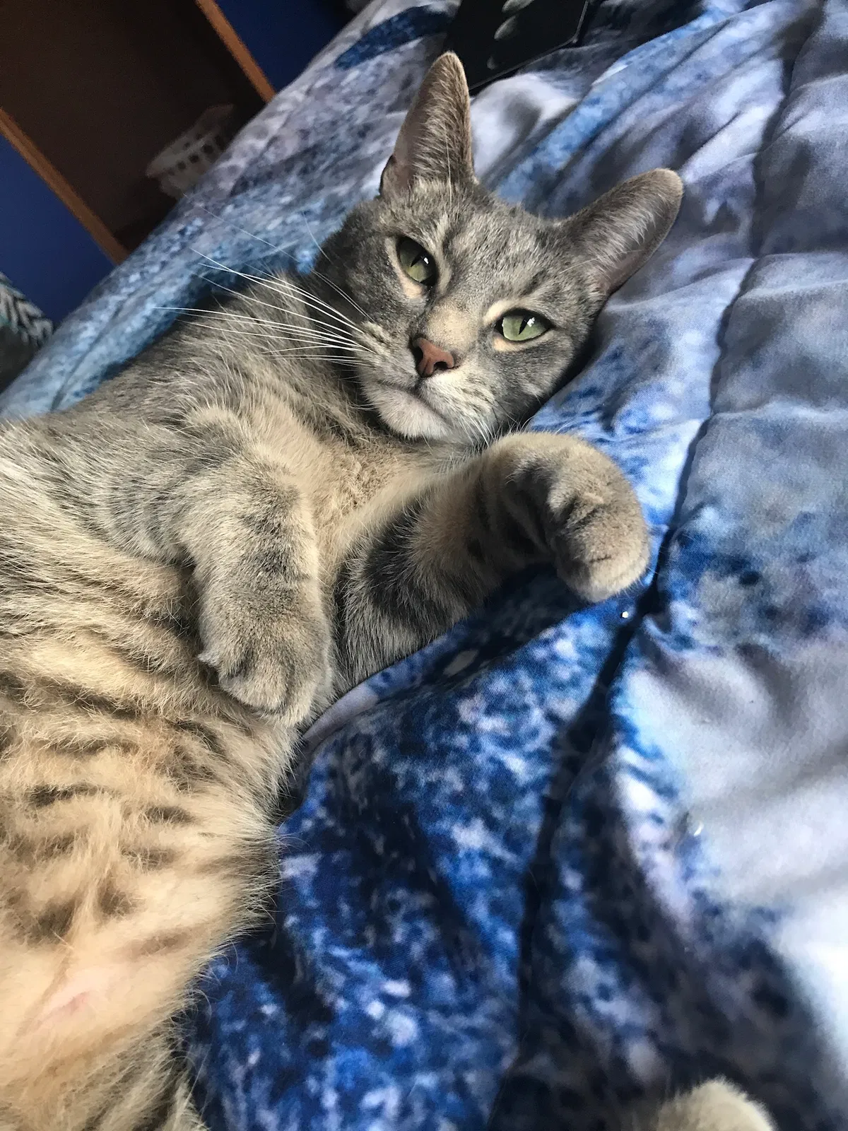 Lost cat in Chana, IL, 61015
