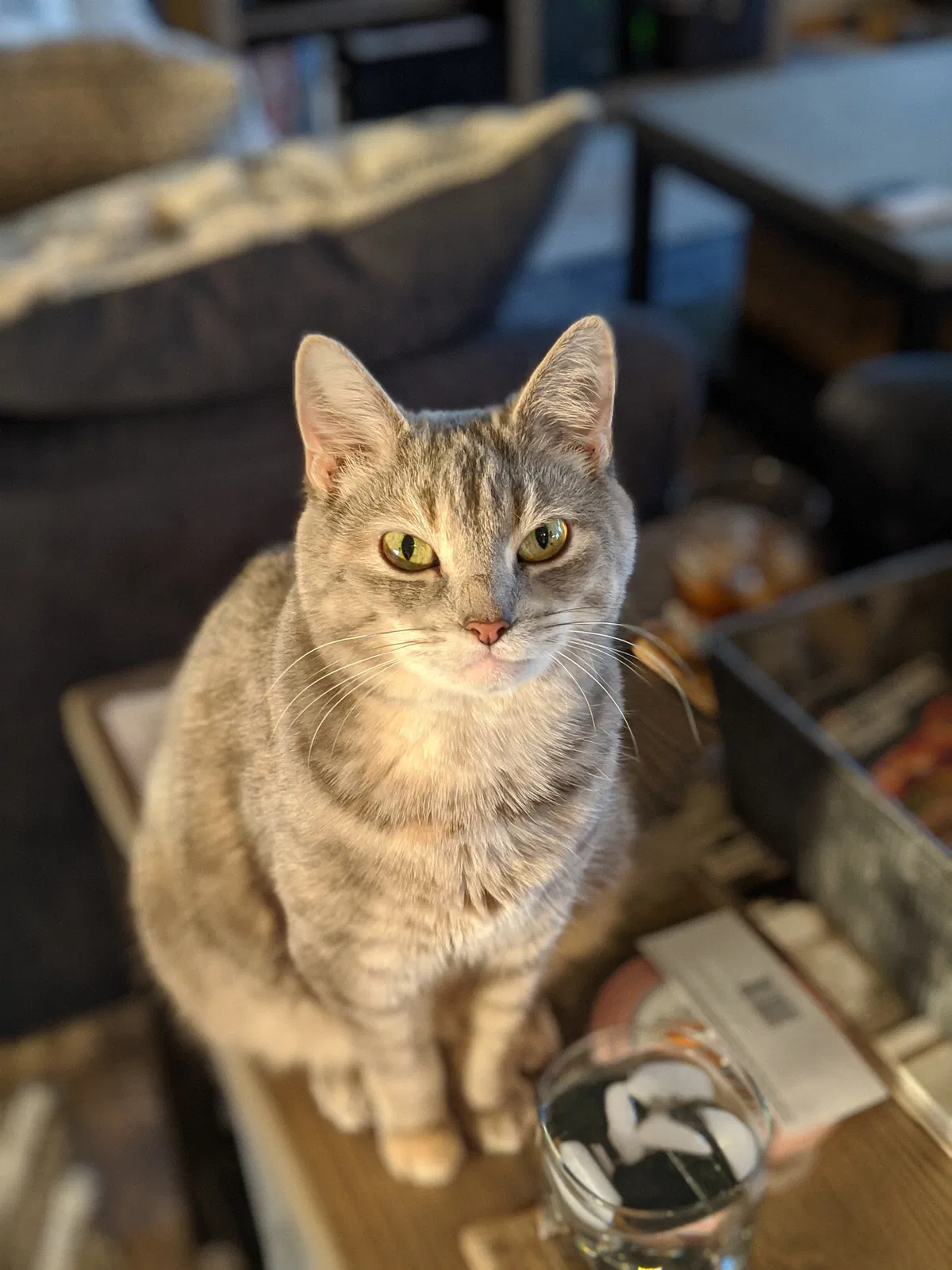 Lost cat in Lewis Center, OH, 43035
