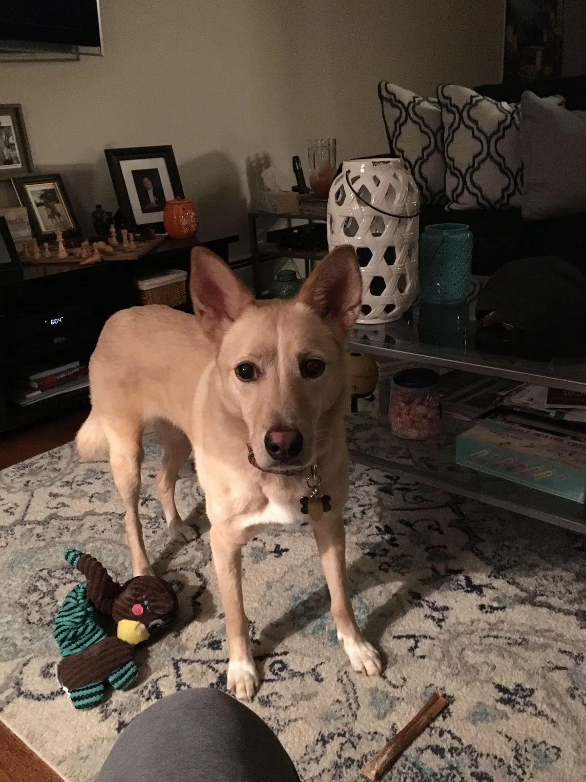 Lost dog in Park Ridge, NJ, 7656