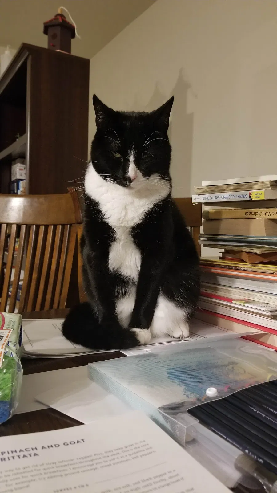 Lost cat in Frederick, MD, 21702