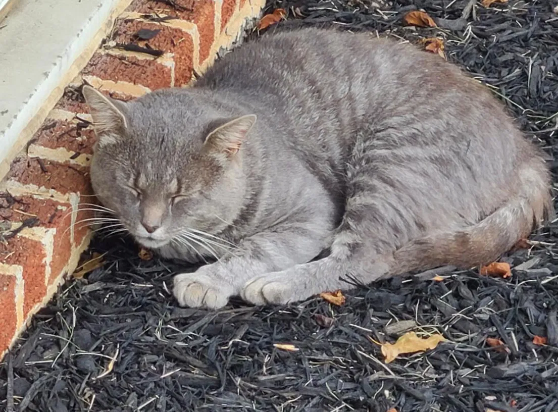 Lost cat in Catonsville, MD, 21228
