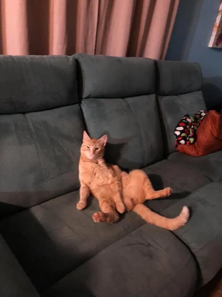 Lost cat in Battle Ground, WA, 98604