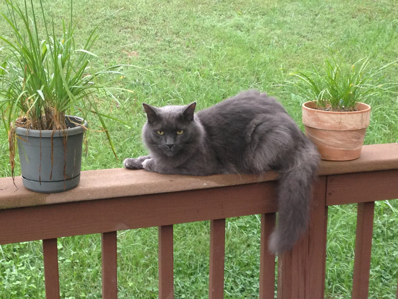 Lost cat in Candler, NC, 28715