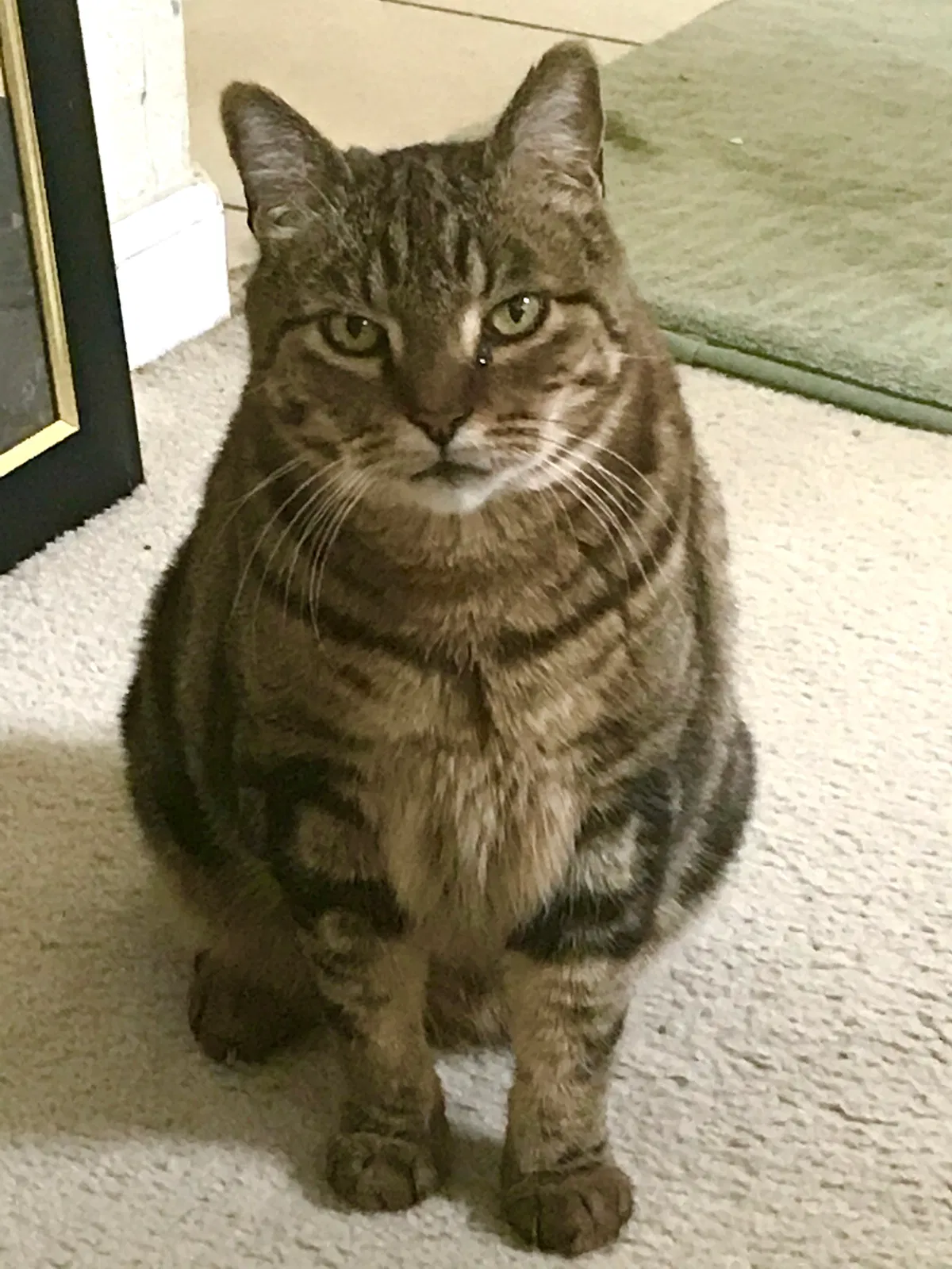 Lost cat in Dixon, CA, 95620