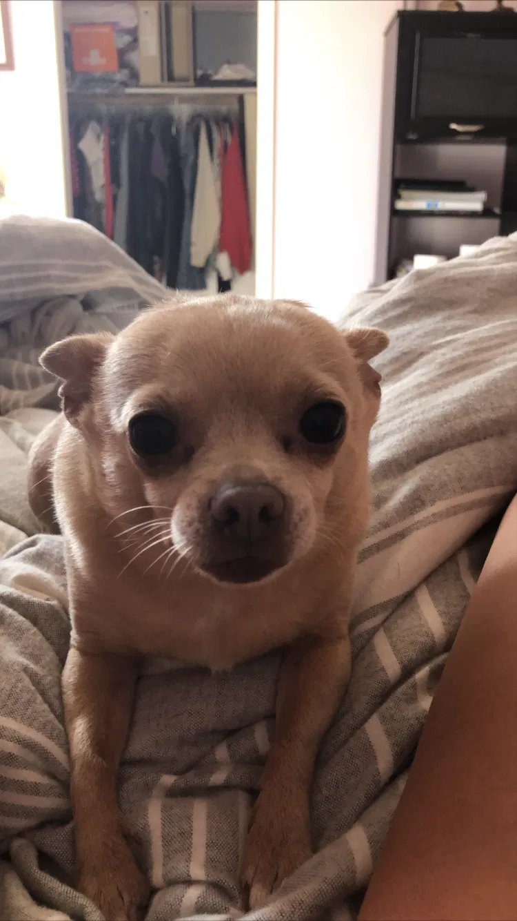 Lost dog in San Diego, CA, 92114