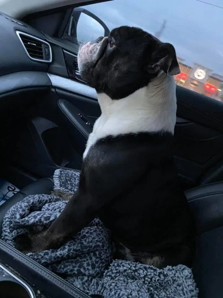 Lost dog in Fort Worth, TX, 76119