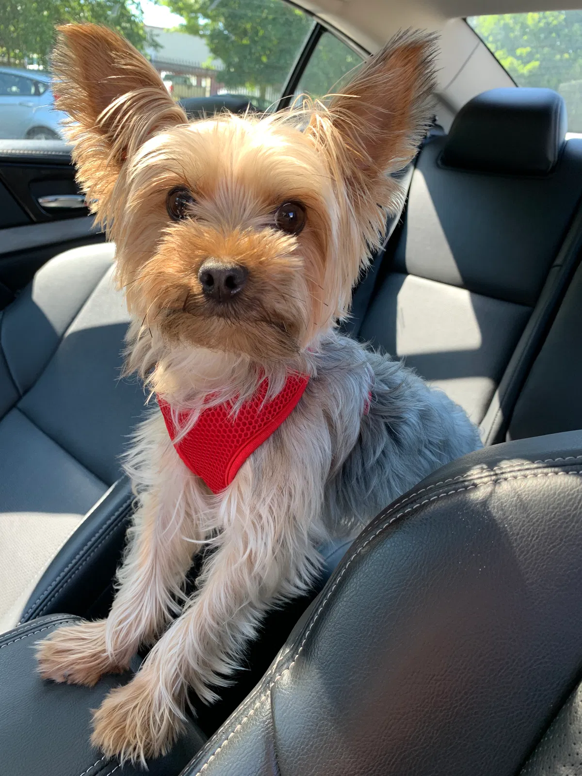 Lost dog in Queens Village, NY, 11429