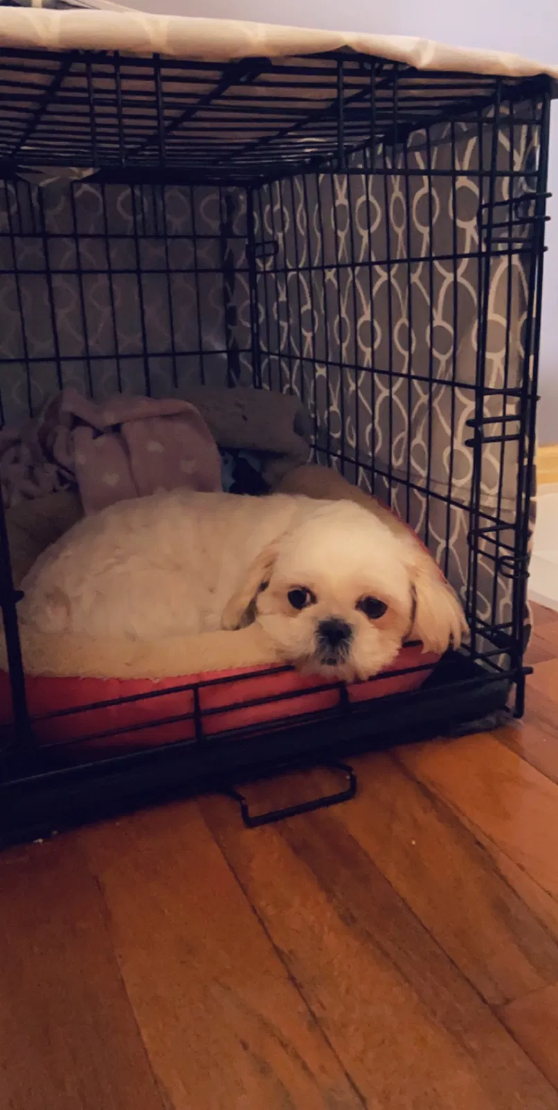 Lost dog in Rosedale, NY, 11422