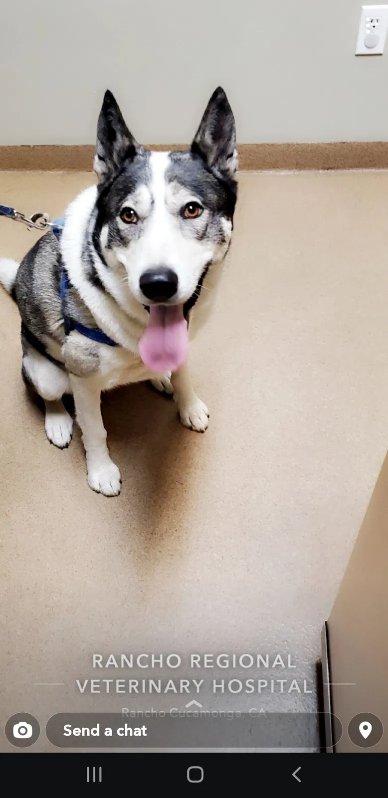 Lost dog in Fontana, CA, 92336
