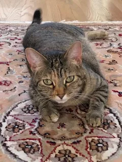 Lost cat in Smyrna, GA, 30082