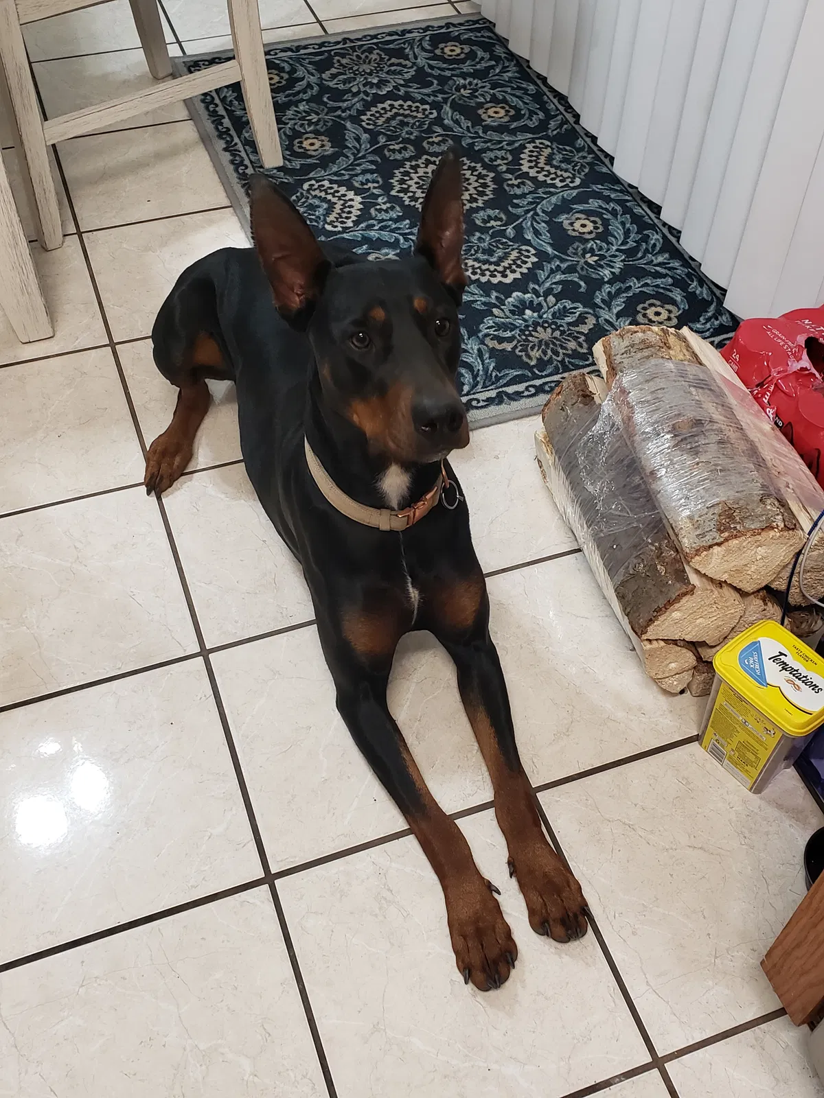 Lost dog in Fontana, CA, 92336