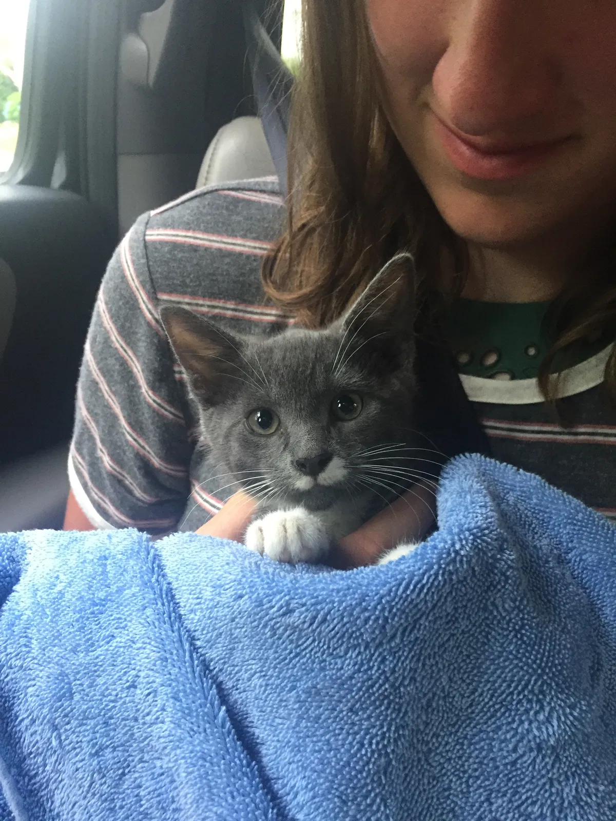 Lost cat in Mansfield, MA, 2048