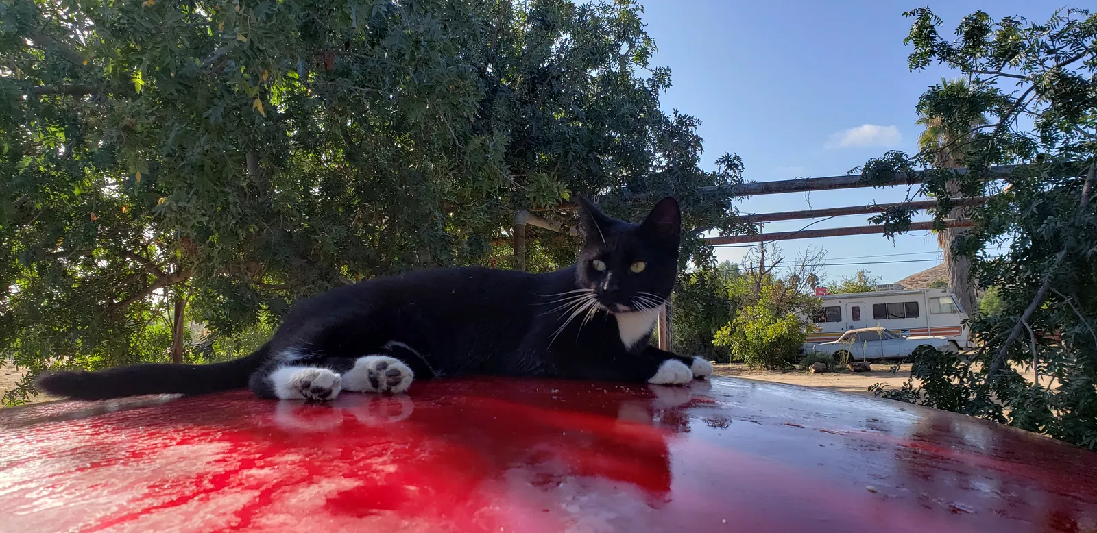 Lost cat in Perris, CA, 92570