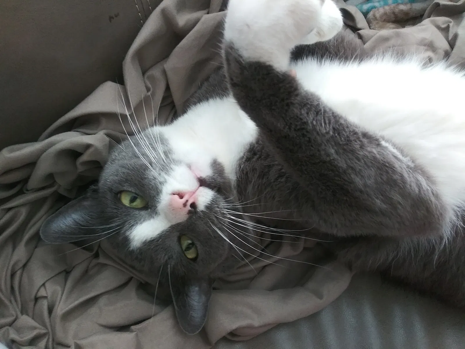 Lost cat in Silver Spring, MD, 20901