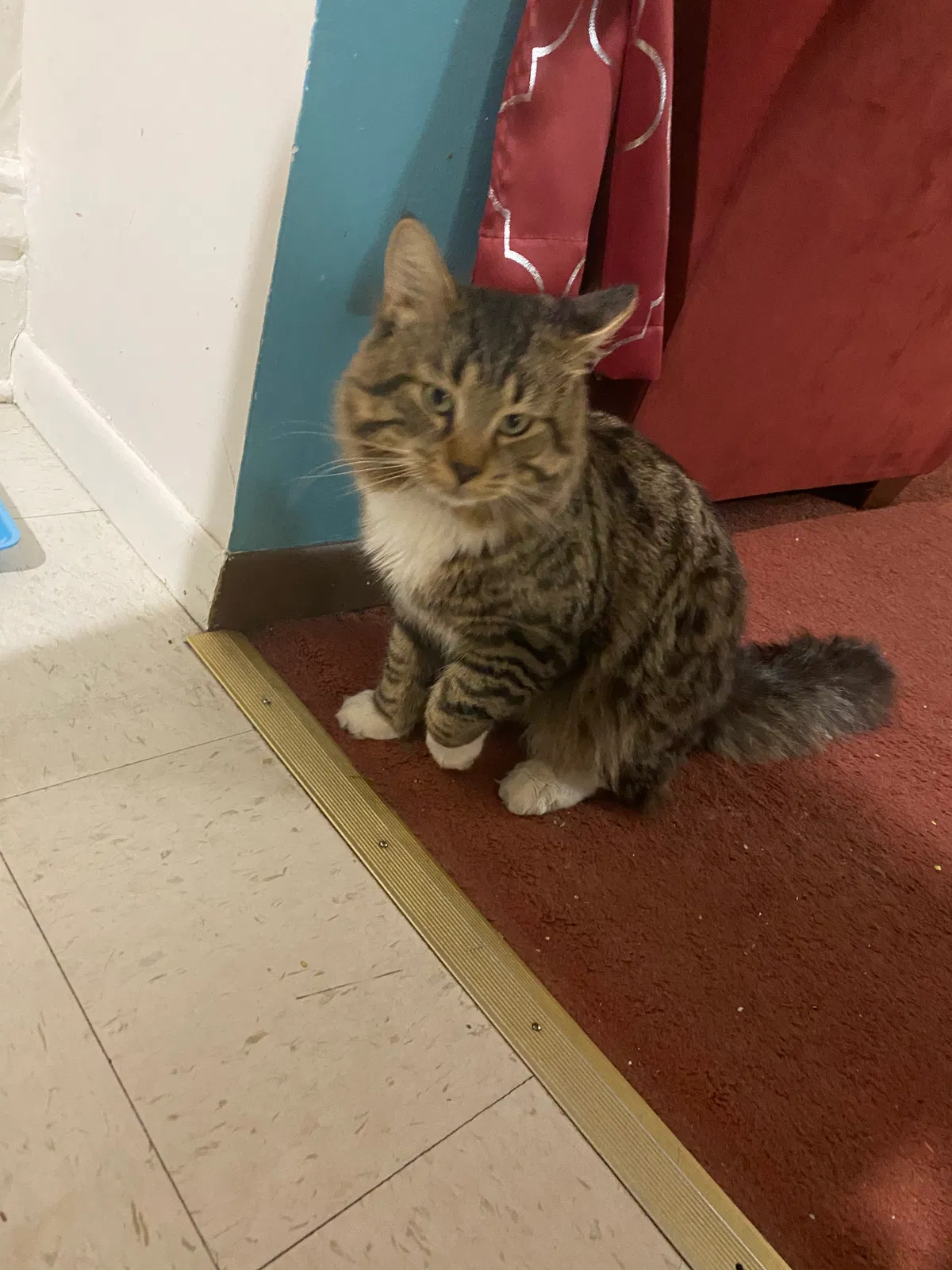 Lost cat in Minneapolis, MN, 55418