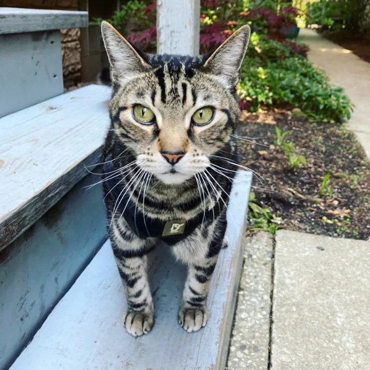 Lost cat in Chicago, IL, 60647