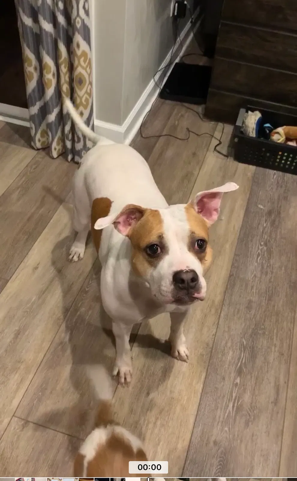 Lost dog in Virginia Beach, VA, 23462