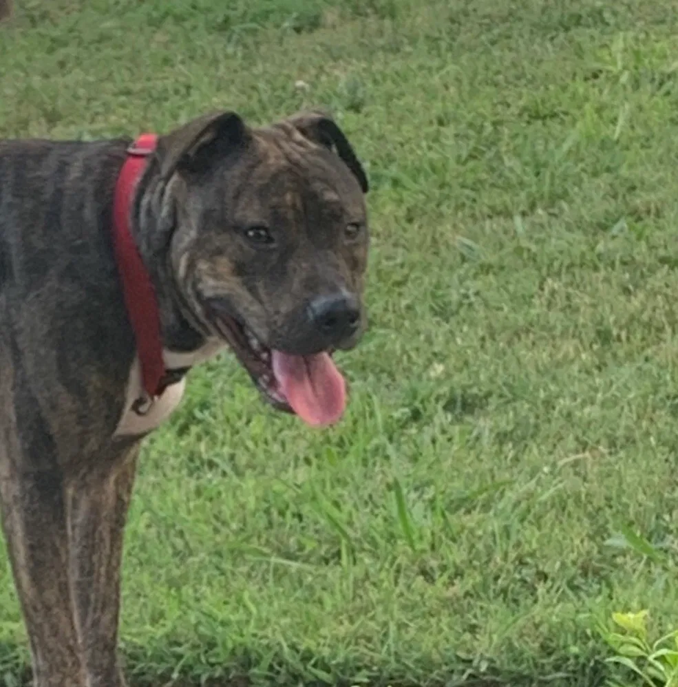 Lost dog in Charlotte, NC, 28269
