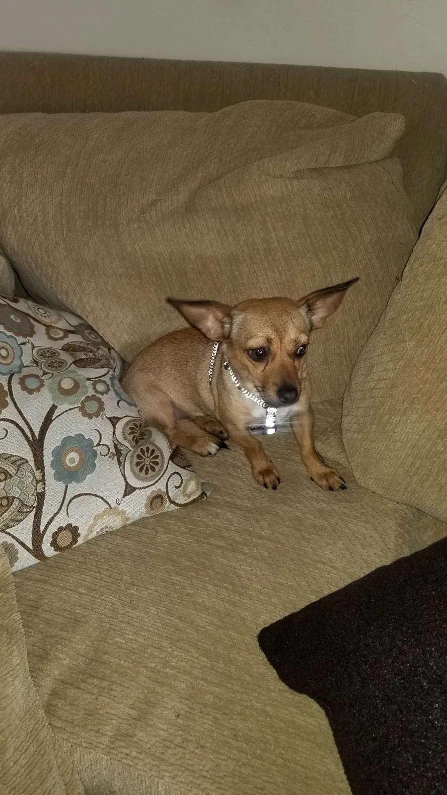 Lost dog in Livermore, CA, 94551