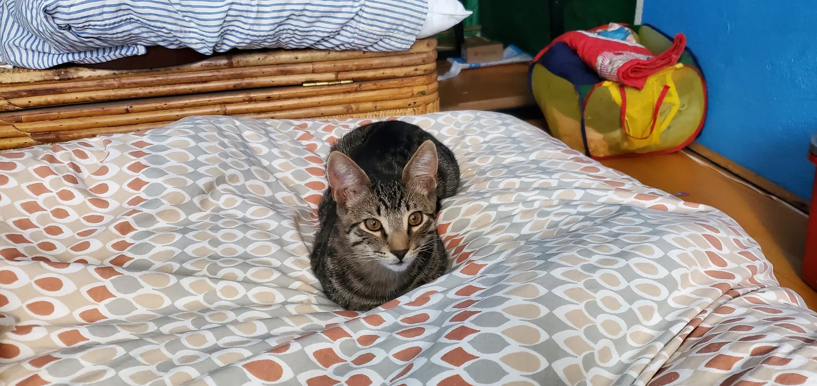 Lost cat in Oakland, CA, 94610