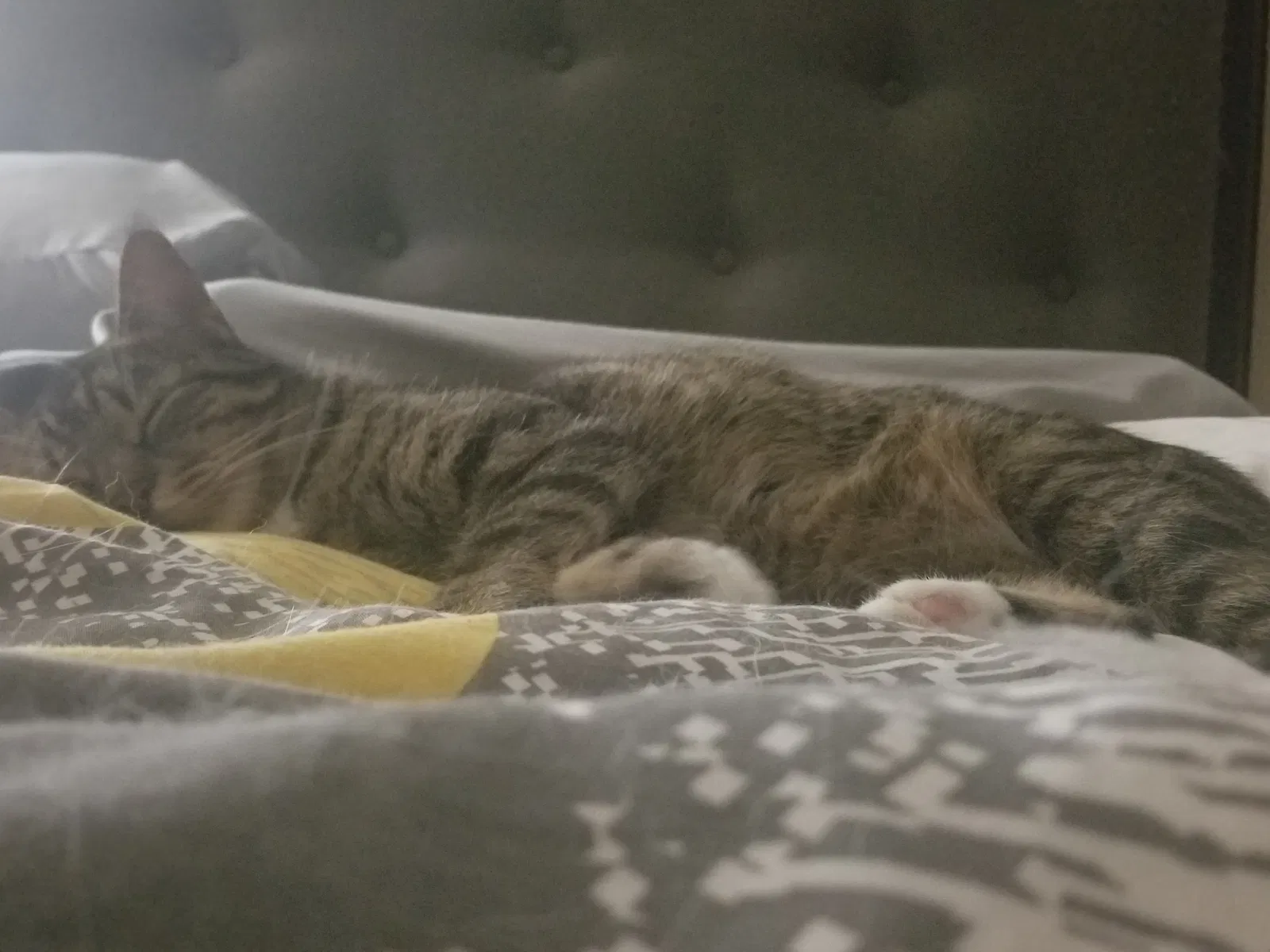 Lost cat in Owings Mills, MD, 21117