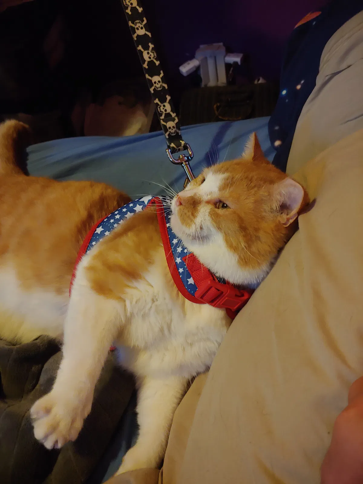 Lost cat in Cincinnati, OH, 45238
