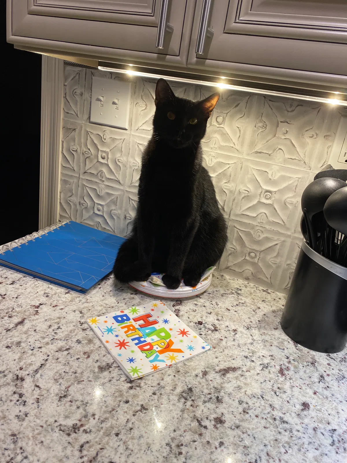 Lost cat in Slidell, LA, 70458
